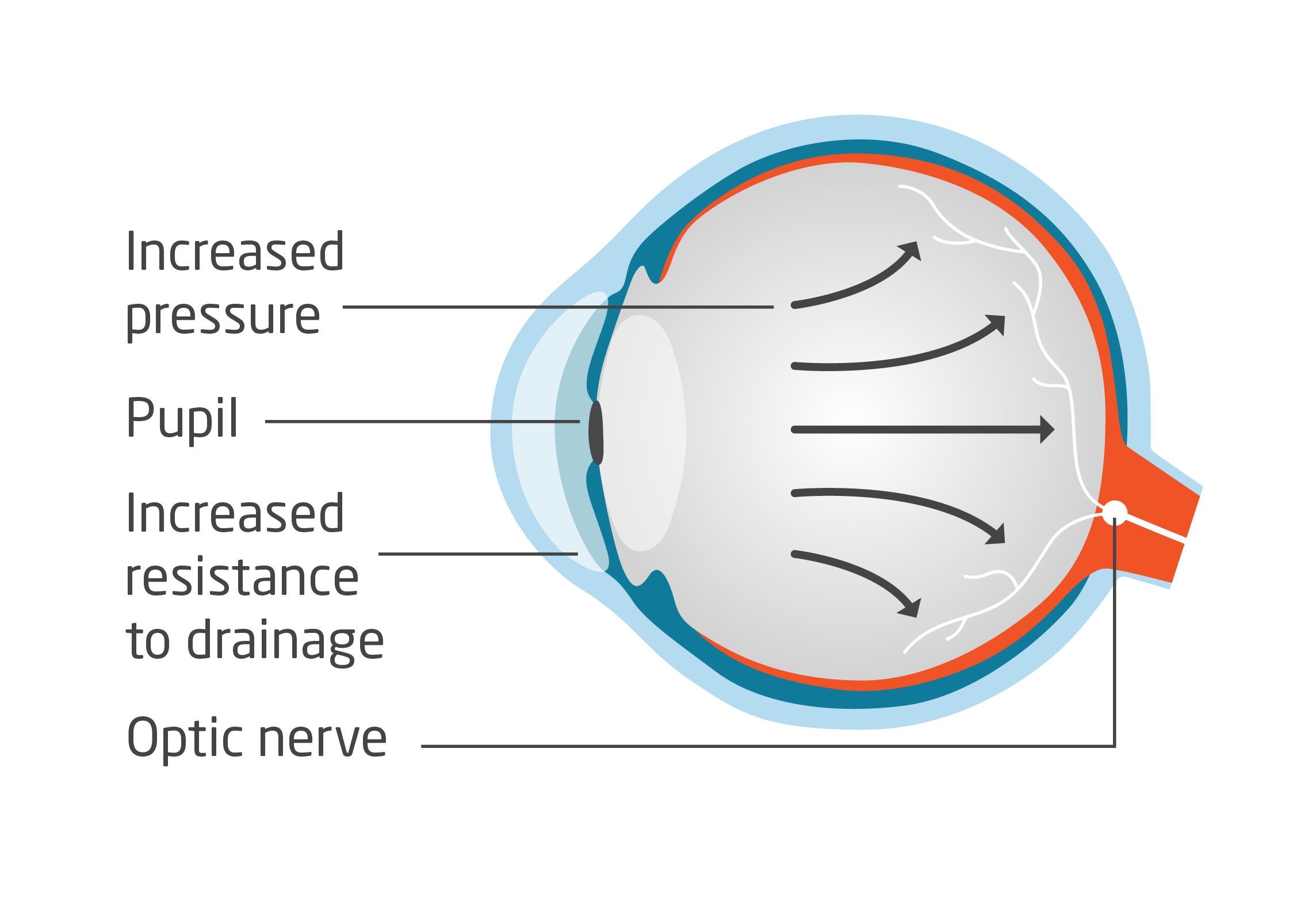 Diagram of an eye graphic