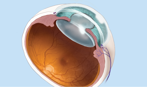 Inside the various layers of an eye